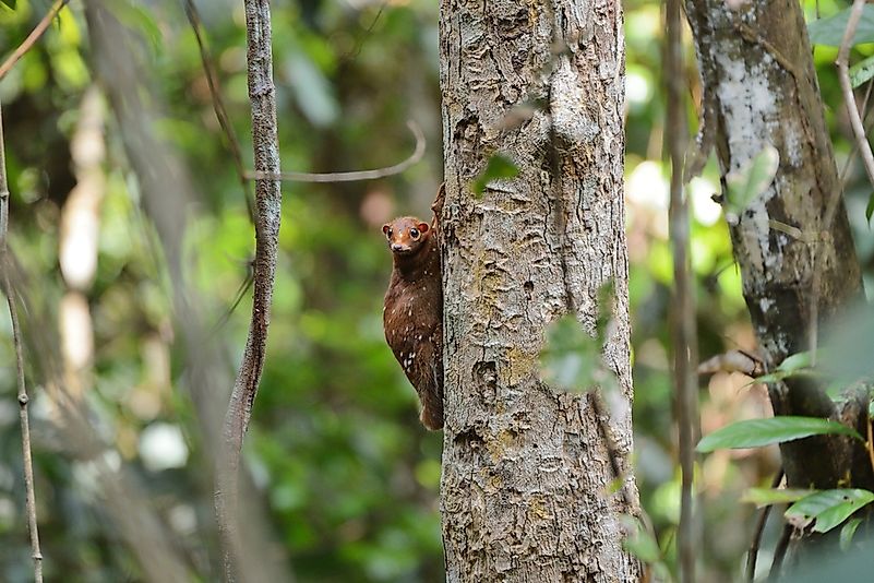 #8 Sunda Flying Lemur