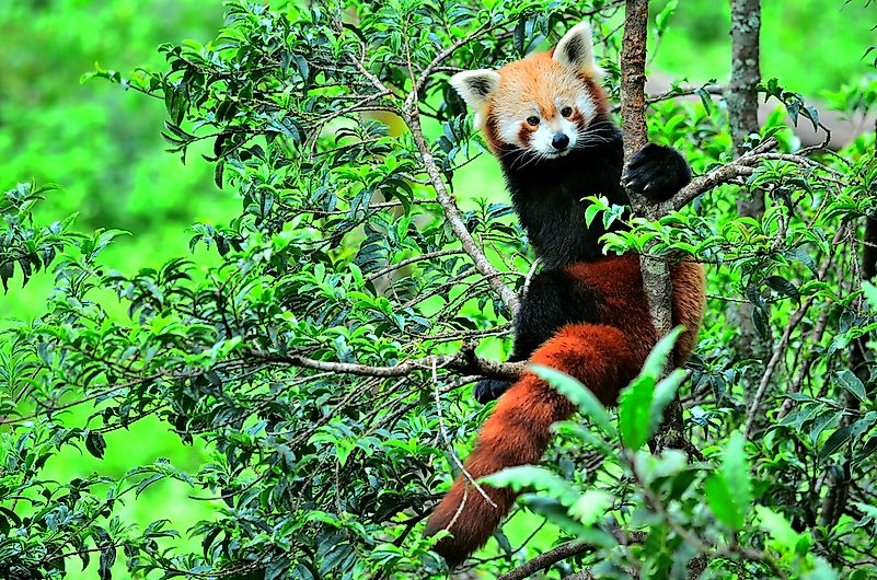 #1 Red Panda