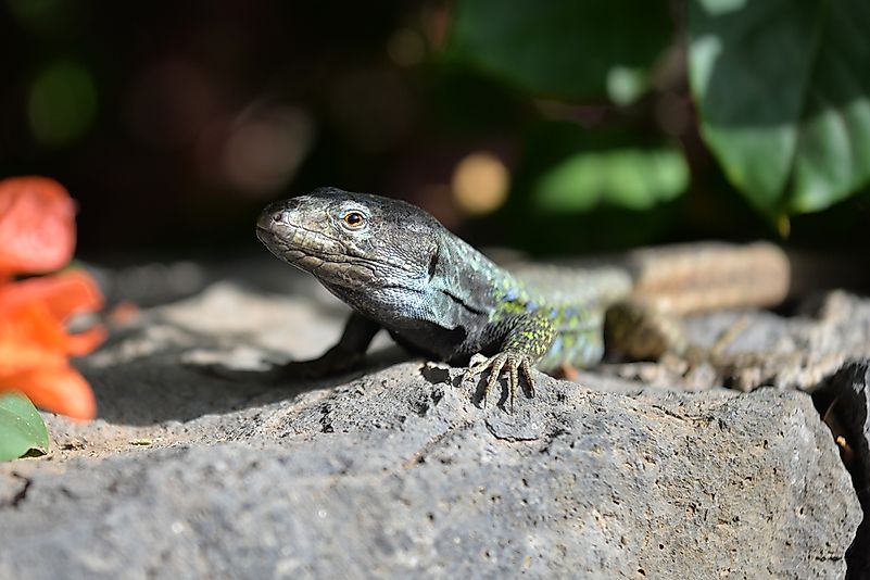 #3 Endemic Lizards
