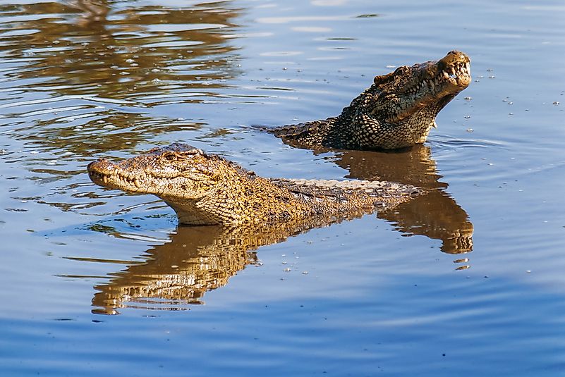 #4 Cuban Crocodile