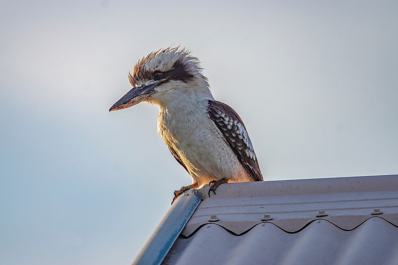 #14 Kookaburra