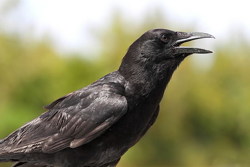 American crow. Image credit: Steve Byland/Shutterstock.com