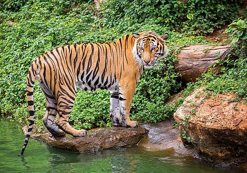#7 Tiger