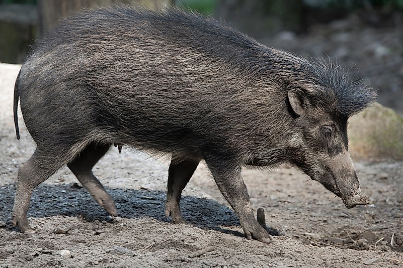 #4 Visayan Warty Pig