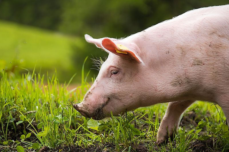 #9 Domestic Pig