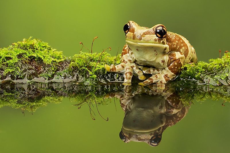 Amazon frogs are found in the Amazon Forest. Amazon frogs are found in the Amazon Forest.
