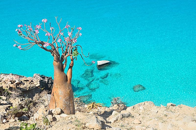 Desert Rose bottle tree in Socotra.