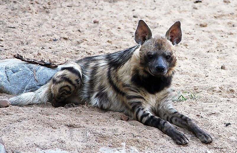 #1 Hyena