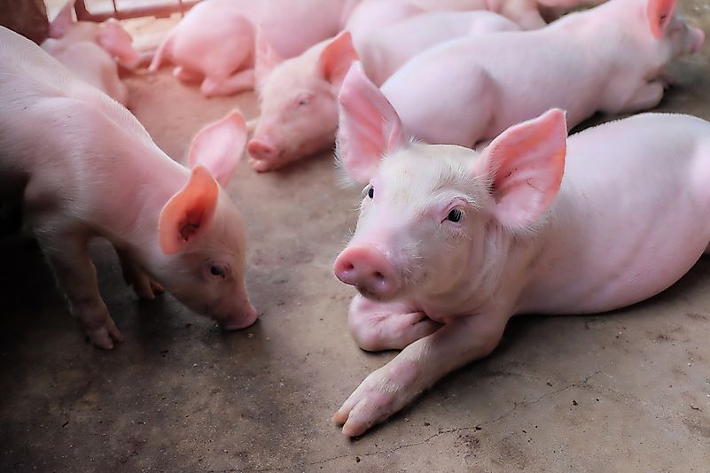 #6 What is a group of pigs called?