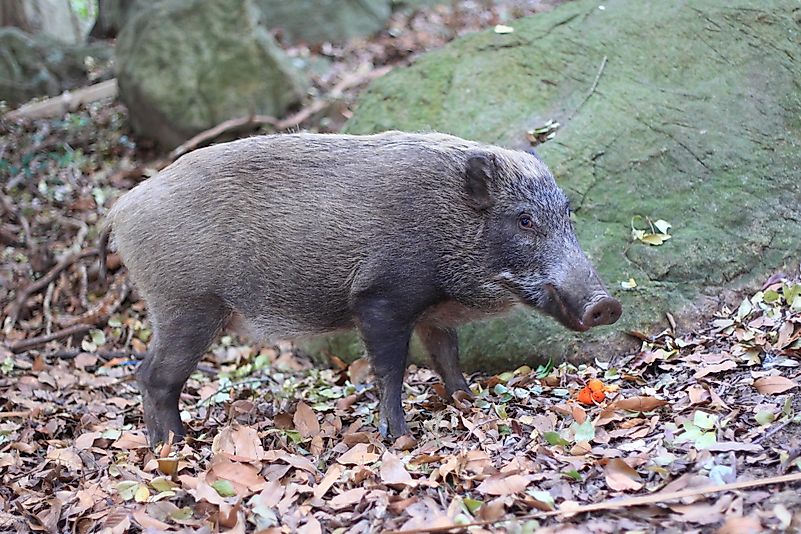 Japanese wild boar (Sus scrofa) in Japan. Image credit: Feathercollector/Shutterstock.com Japanese wild boar (Sus scrofa) in Japan. Image credit: Feathercollector/Shutterstock.com