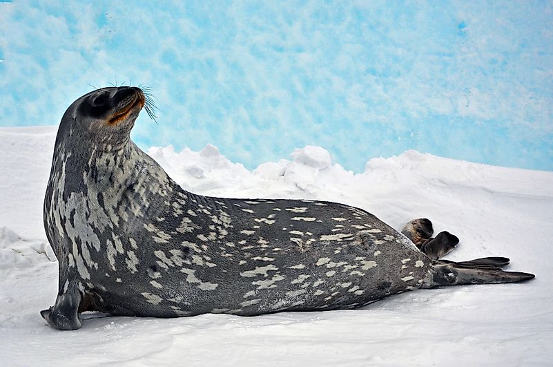 #5 Ringed seal