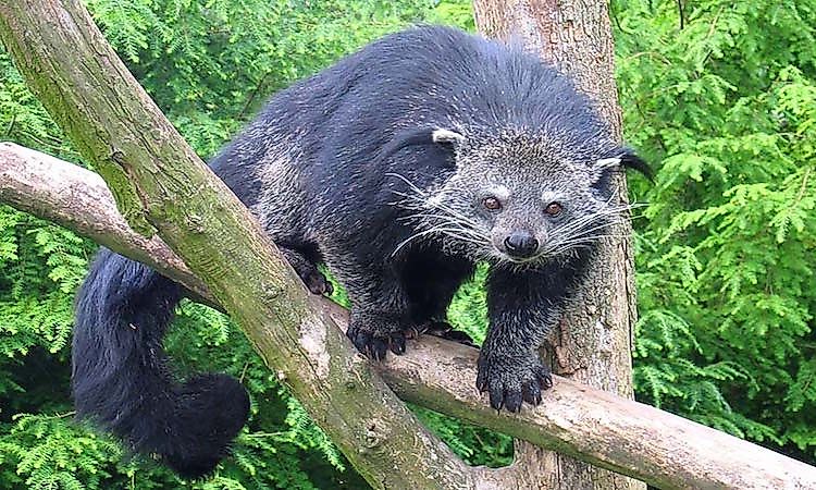 #10 Bearcat -