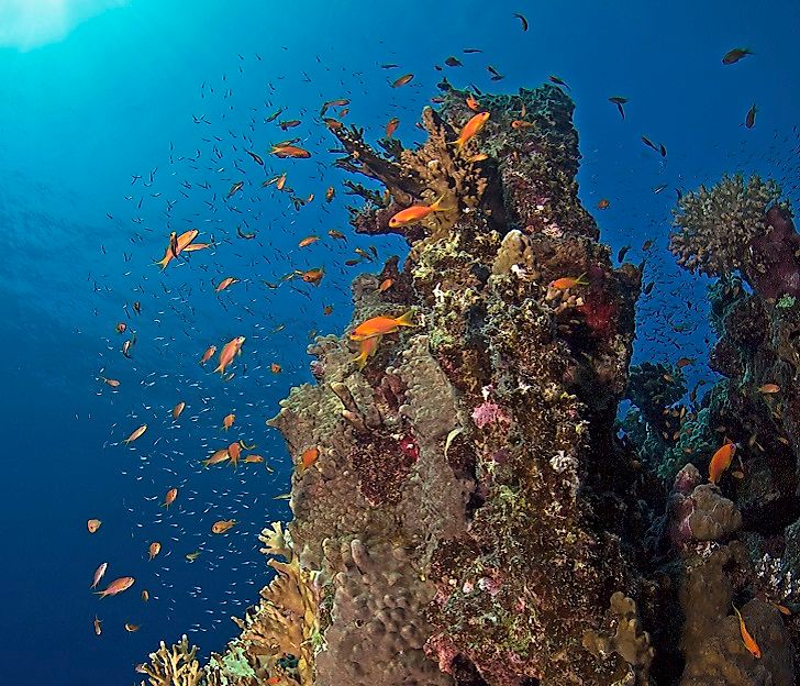 #2 Habitat and Biodiversity