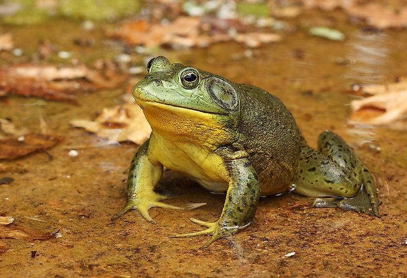 #1 American bullfrog