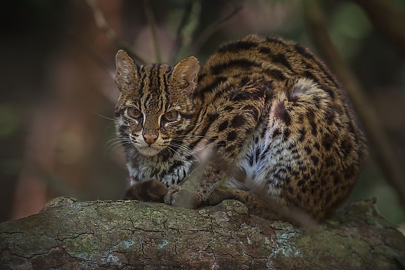#1 Leopard Cat