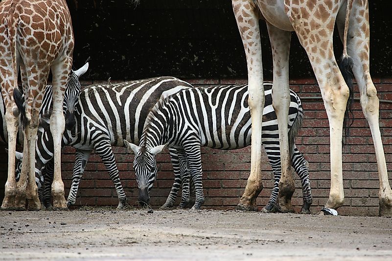 Selous' Zebra with a pair of giraffes. Selous' Zebra with a pair of giraffes.