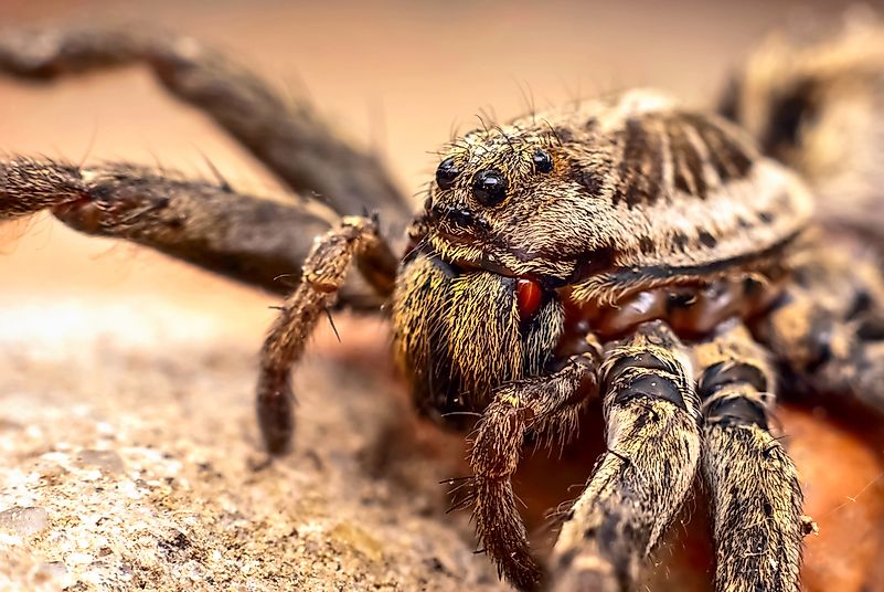 Macro shot of a wolf spider