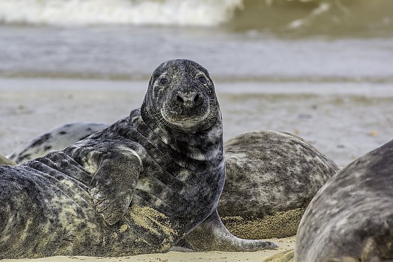 #6 Spotted seal
