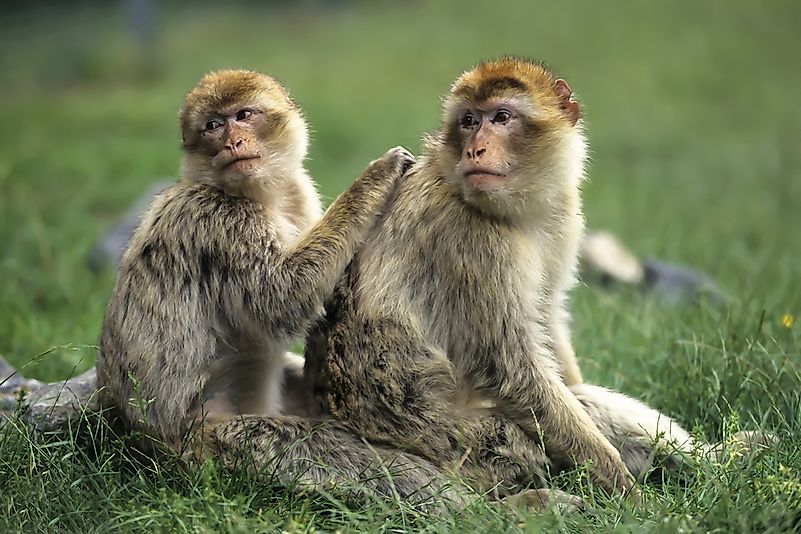 #9 Barbary Macaque