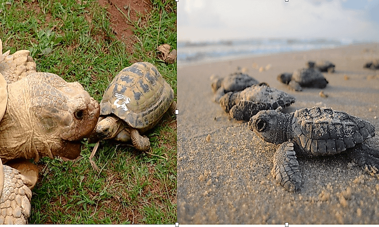 #2 Reproduction And Birth