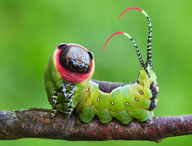 Puss Moth Larva Puss Moth Larva