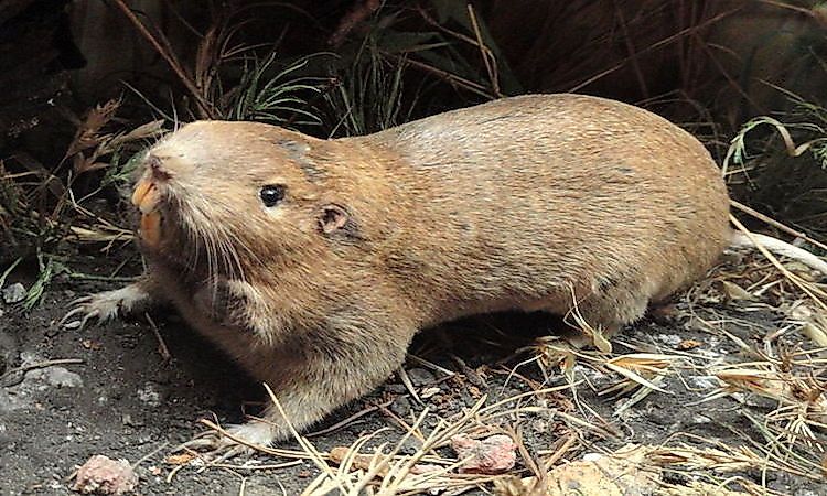 #11 Pocket gopher -