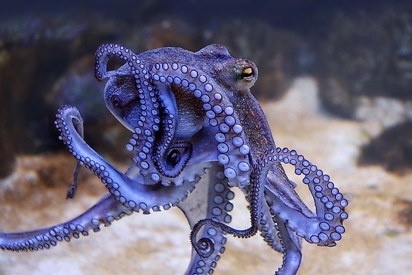 An octopus that was trapped there realized that it can turn off the lights by squirting water on them and that it would make the people panic. An octopus that was trapped there realized that it can turn off the lights by squirting water on them and that it would make the people panic.