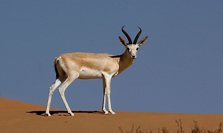#3 Black-Tailed Gazelle -