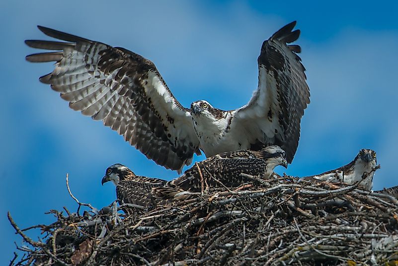 An osprey platform nest.