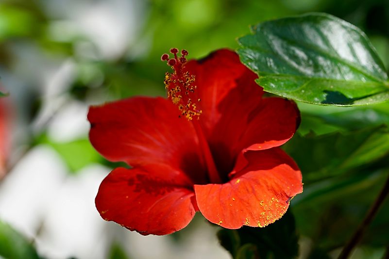 China Rose. China Rose