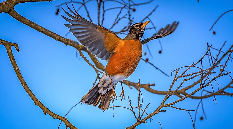 American robin. Image credit: Jeff Rzepka/Shutterstock.com