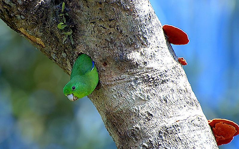 The cavity nest of the blue-winged parrotlet.