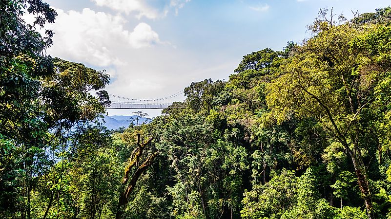 #2 Nyungwe Forest National Park