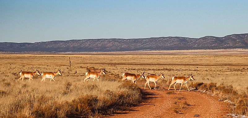 #2 Pronghorn
