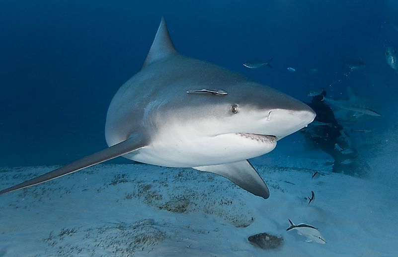 A bull shark in its natural habitat of deep water. A bull shark in its natural habitat of deep water.