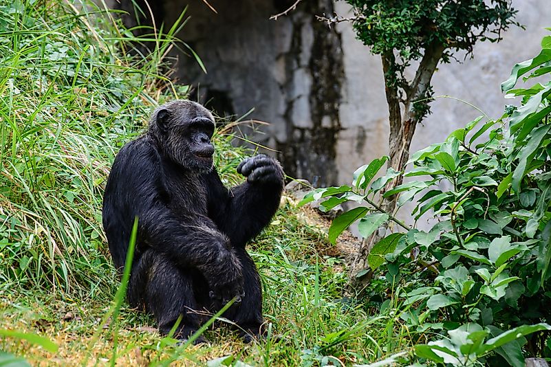 Odzala National Park provides a vital habitat for the western gorilla. Odzala National Park provides a vital habitat for the western gorilla, pictured here.
