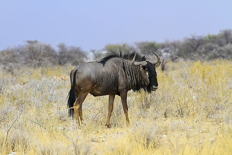 #10 Blue Wildebeest
