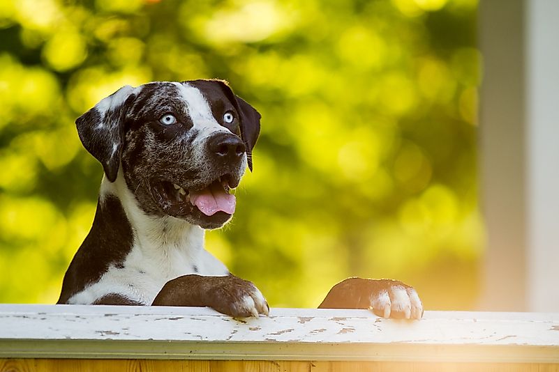A Catahoula dog. A Catahoula dog.
