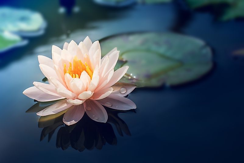 Lotus. Lotus