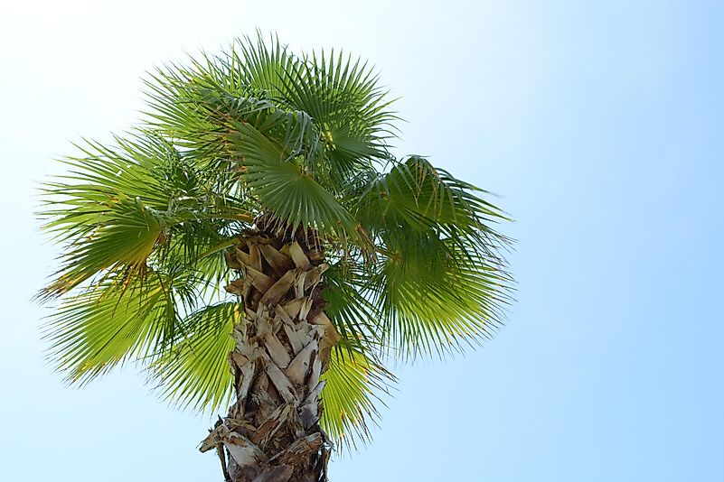 Sylvester Palm Tree Sylvester Palm Tree