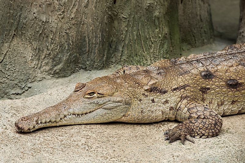#6 Orinoco Crocodile