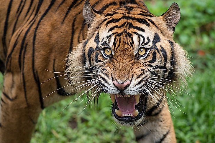 #2 Sumatran Tiger