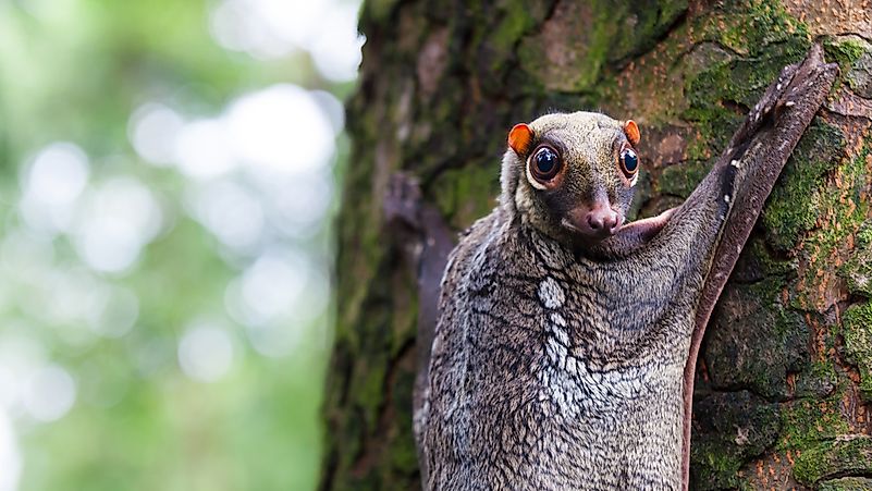 Sunda Flying Lemur Sunda Flying Lemur