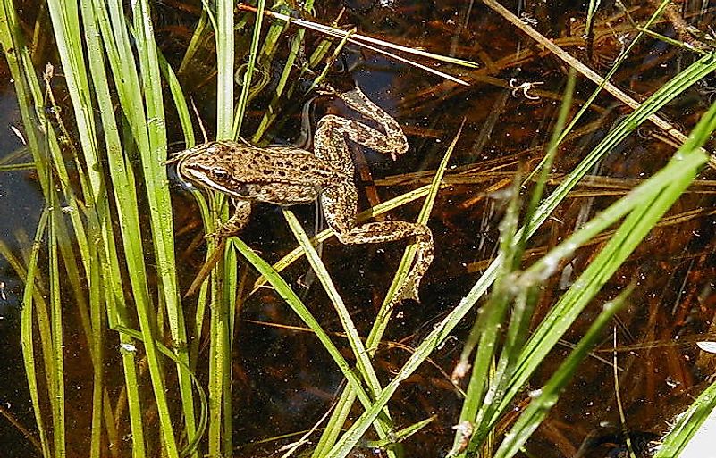 #13 Amphibians Of Alaska