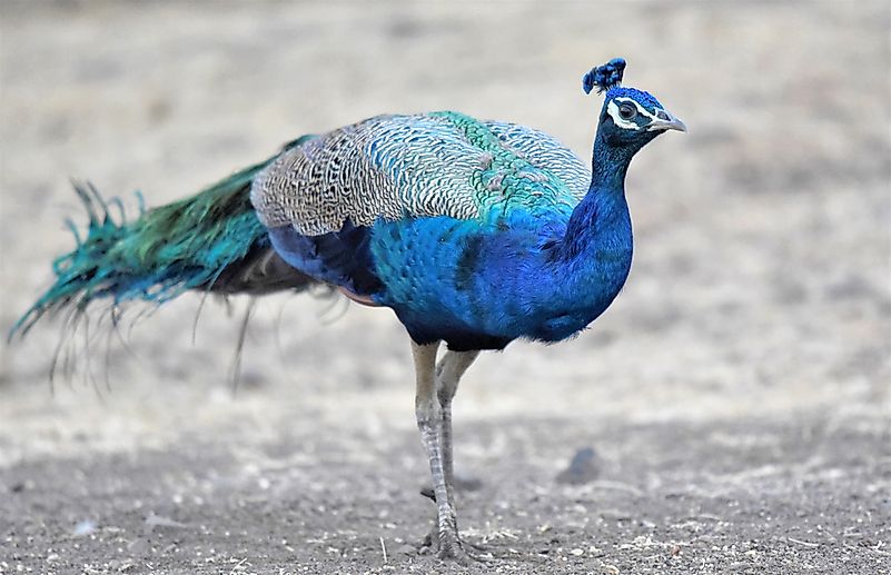 #3 Indian Peafowl