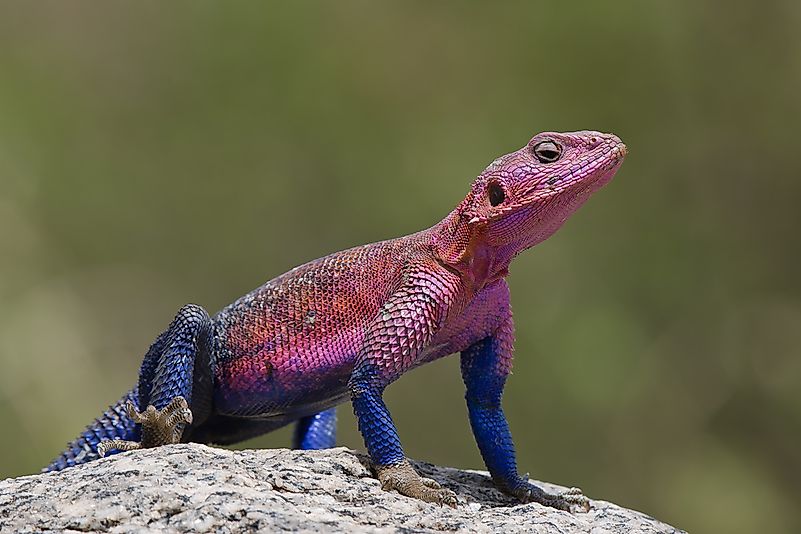 #7 Rock agama