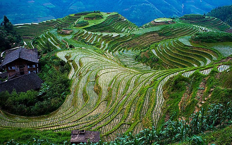 #6 Longji Rice Terraces