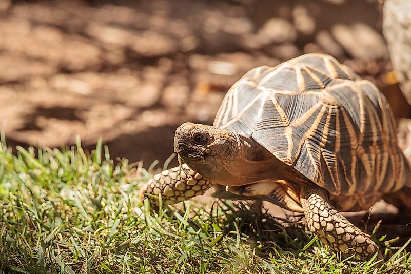 #7 Burmese Star Tortoise