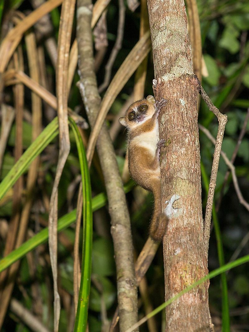 Pygmy mouse lemur on the tree at night. (Microcebus myoxinus) Madagascar. Image credit: Anna Veselova/Shutterstock.com Pygmy mouse lemur on the tree at night. (Microcebus myoxinus) Madagascar. Image credit: Anna Veselova/Shutterstock.com