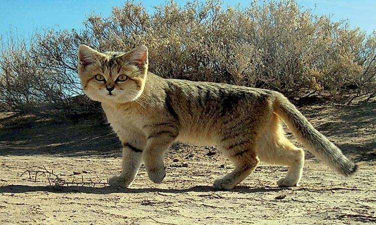 #1 Arabian Desert Carnivores -
